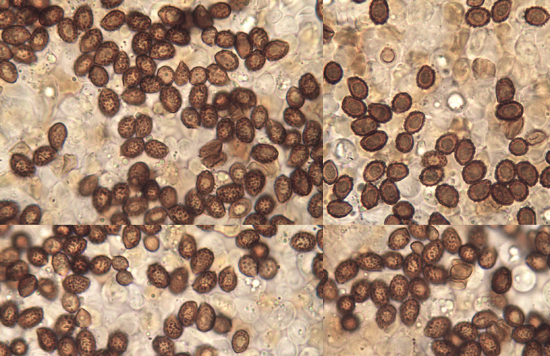 Cortinarius hinnuleus